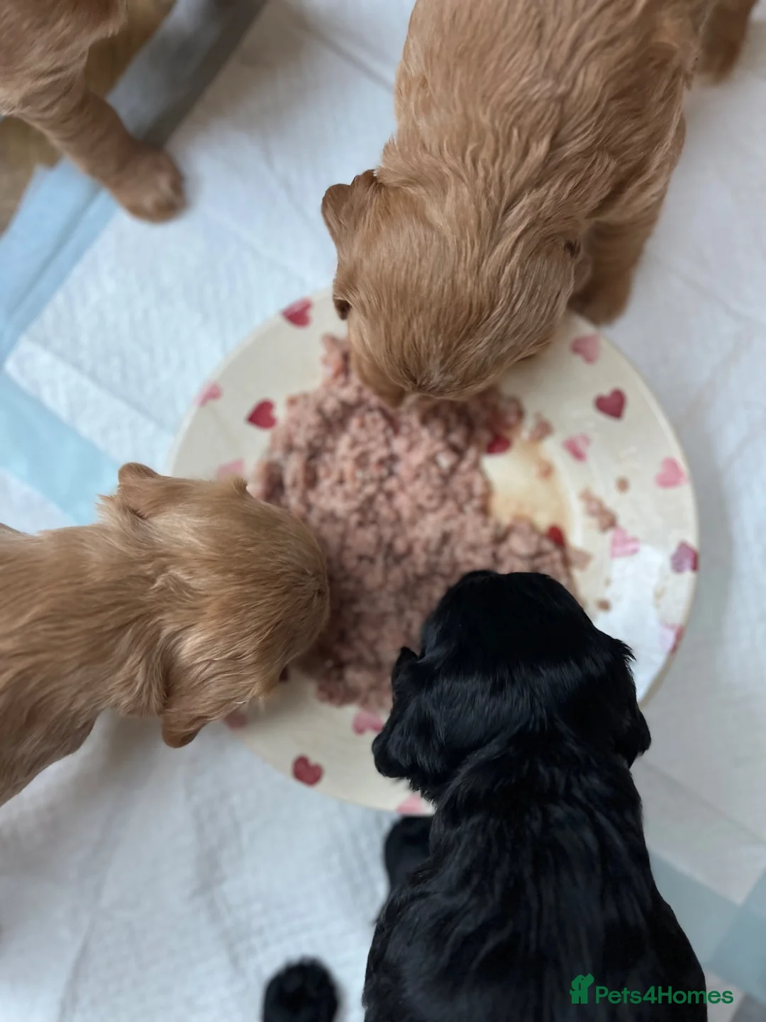 Cocker Spaniel dogs for sale: Working cocker spaniel puppies  - Advert 2