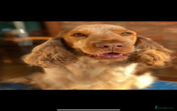 Cocker Spaniel dogs for sale: Outstanding  Kc registered show spaniels  in Doncaster - Image 24