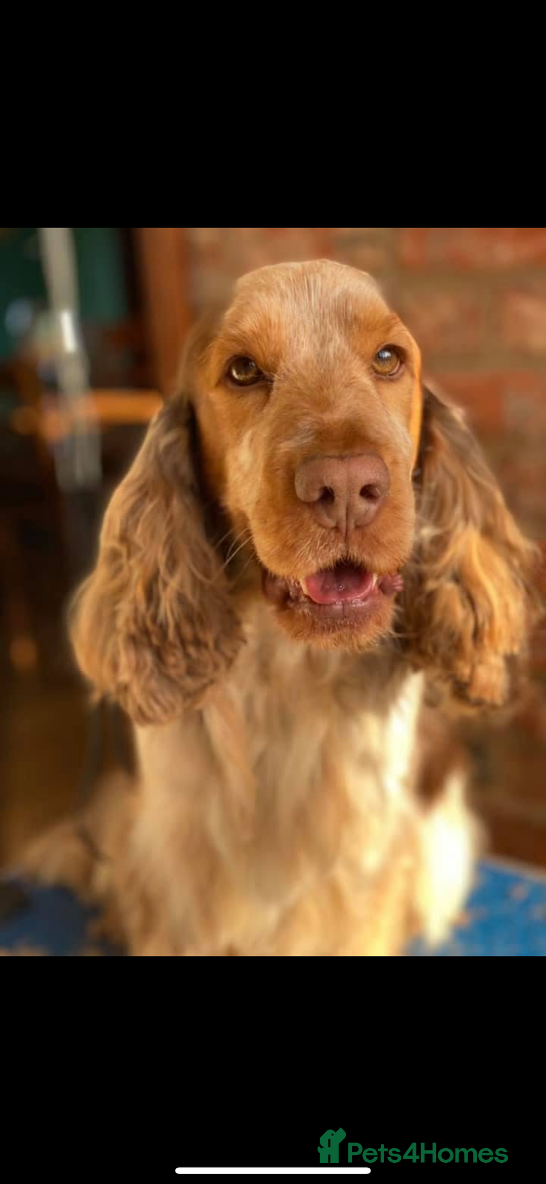 Cocker Spaniel dogs for sale: Outstanding  Kc registered show spaniels  in Doncaster - Image 24