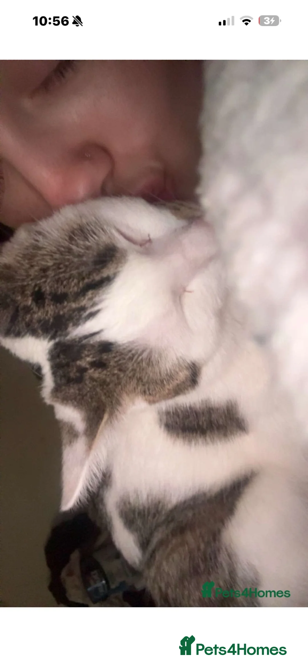 Mixed Breed cats for sale: indoor cat only! - Advert 5