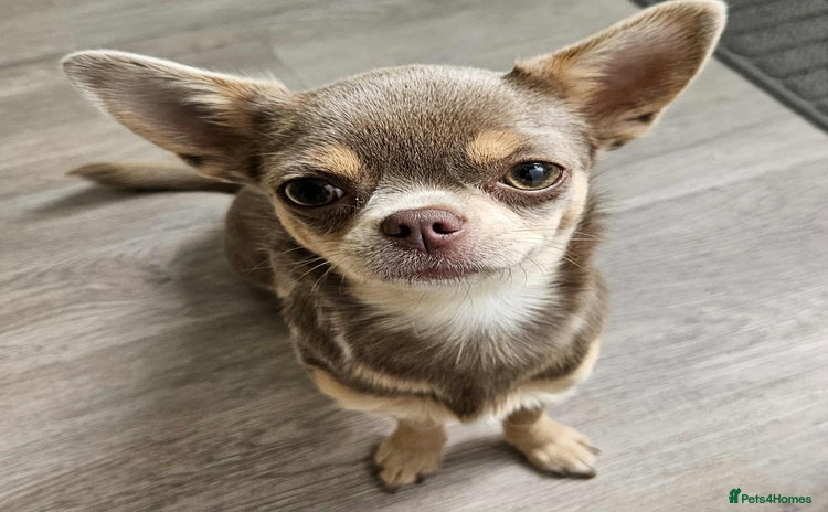 Chihuahua dogs - Advert 2