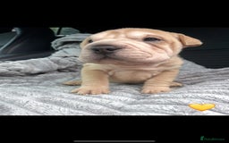 Shar Pei dogs for sale: Shar Pei Puppies  - Image 10