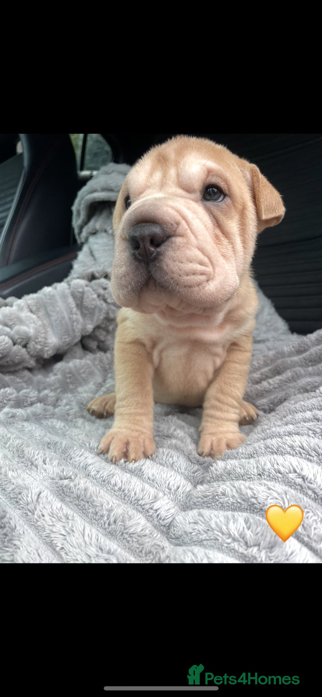 Shar Pei dogs for sale: Shar Pei Puppies  - Image 10