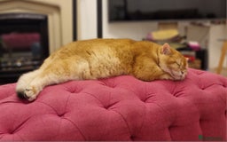 British Shorthair cats for sale: Golden Chinchilla Kittens TICA - Image 5