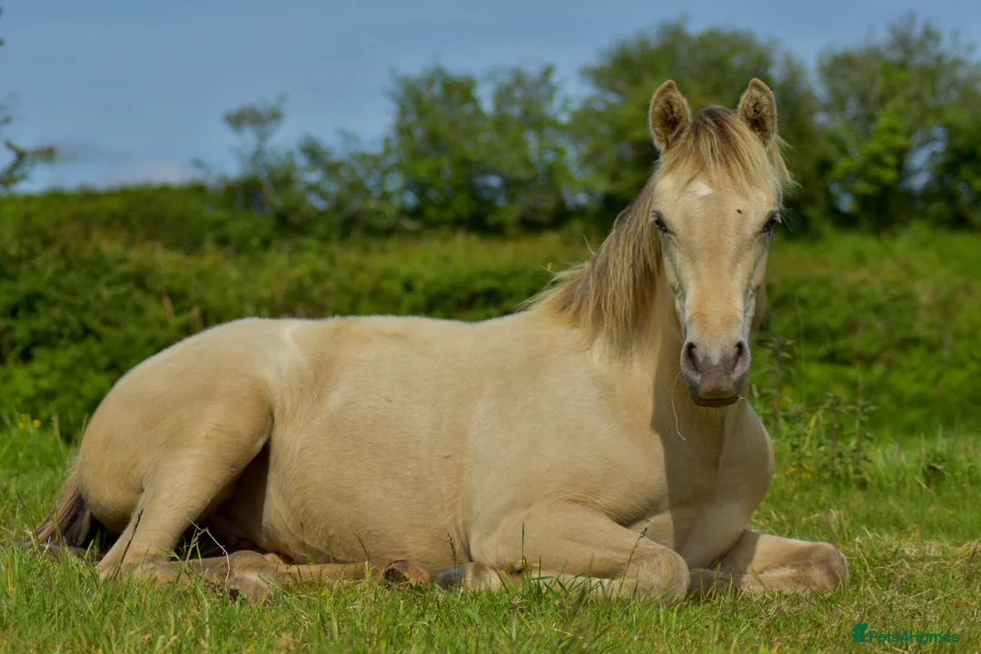 Connemara horses for sale: Zinnia-Champagne QH x Connemara Filly - Advert 2