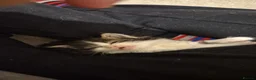 Ragdoll cats for sale: Ragdoll cross kittens in Andover - Advert 14