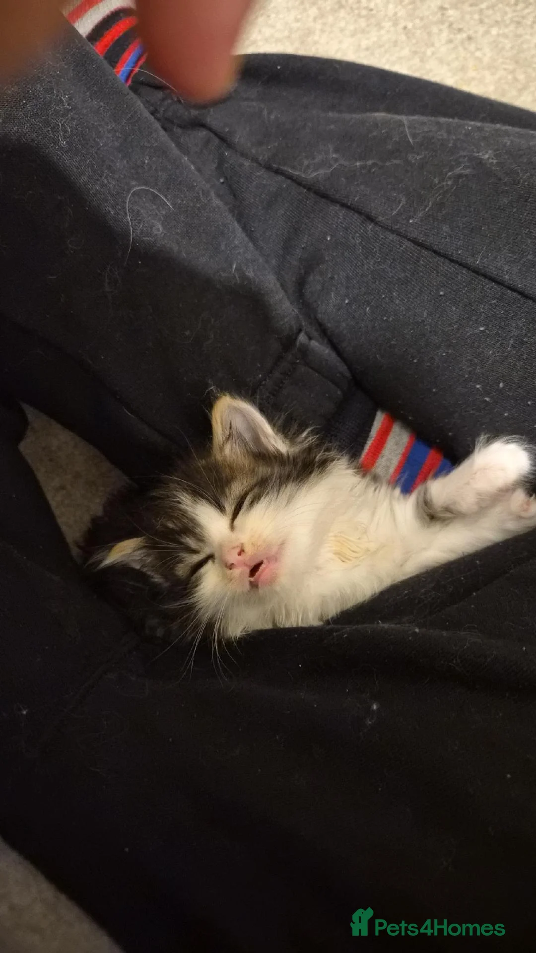 Ragdoll cats for sale: Ragdoll cross kittens in Andover - Advert 14