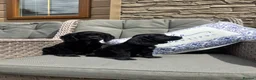 Cocker Spaniel dogs for sale: 2 Stunning black cocker girls (council licensed) - Advert 9