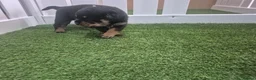 Rottweiler dogs for sale: Adorable, Confident, Chunky KC Rottie Pups  - Advert 20