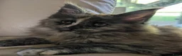 Maine Coon cats for sale: Ready soon. Tica Registered Maine coon Kittens  - Advert 5