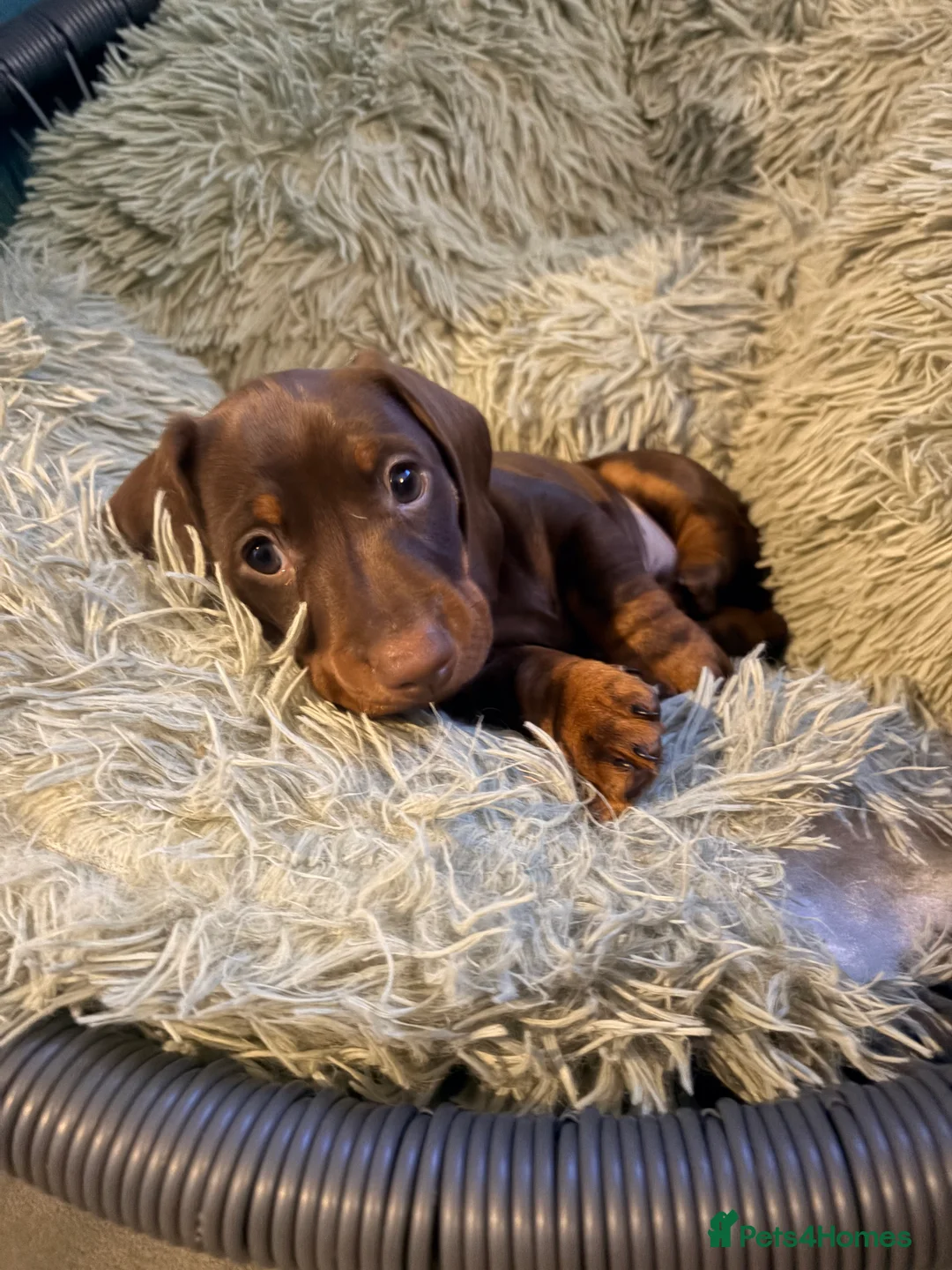 Dachshund dogs for sale: Dachshund adorable male Trio - Advert 4