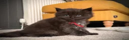 Ragcoon cats for sale: Black Smoke Ragcoon Kittens in Dunfermline - Advert 8