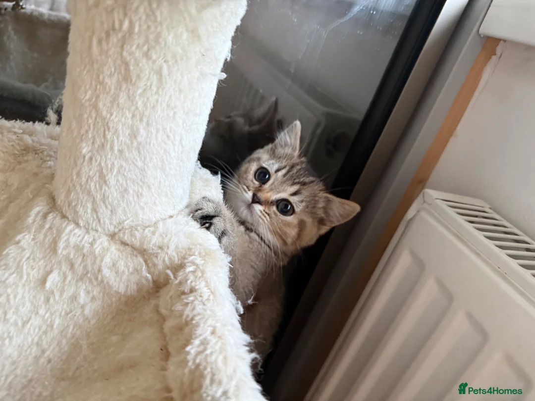 Scottish Fold cats for sale: Last girl left ready to leave 🥰🥰 - Advert 2