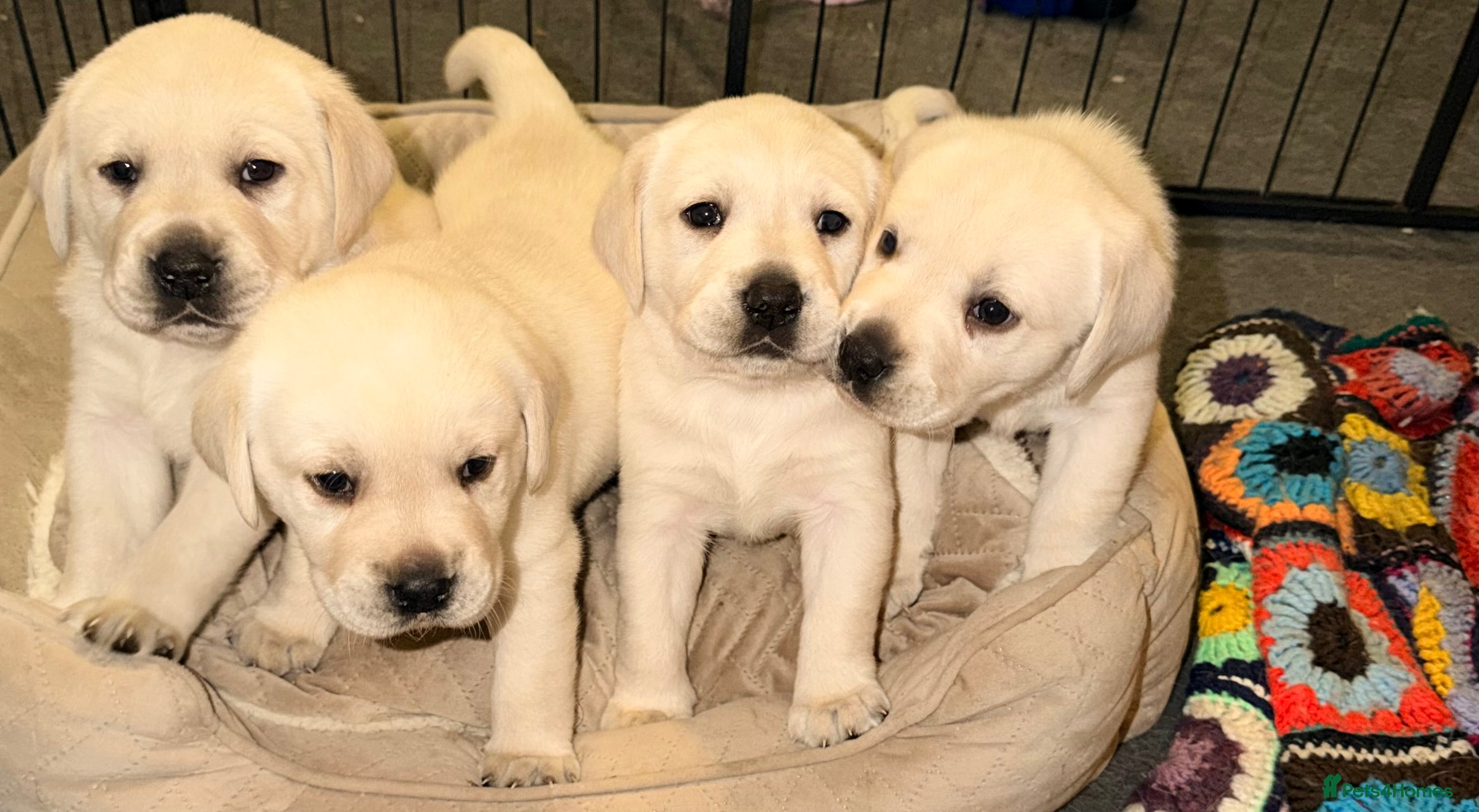 Labrador Retriever dogs Labrador puppies  - Advert 2
