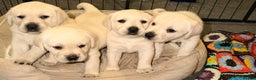 Labrador Retriever dogs for sale: Labrador puppies  - Advert 1