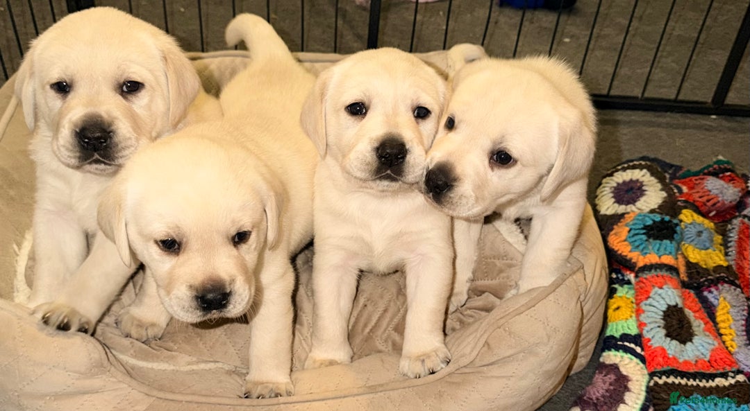 Labrador Retriever dogs for sale: Labrador puppies  - Advert 1