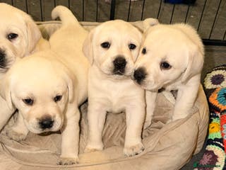 Labrador Retriever dogs Labrador puppies - Advert 4