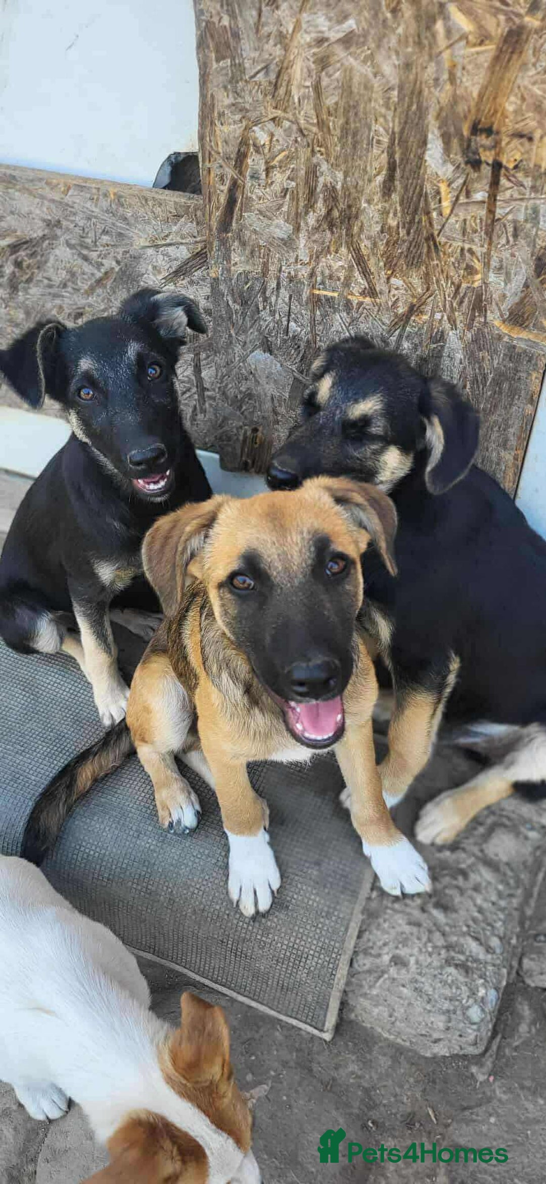 Mixed Breed dogs for adoption: CADBURY 5 months M playful/loves dogs, kids, cats! - Image 15