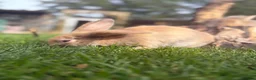 Lionhead rabbits for sale: 2 male rabbits 9 weeks old  - Advert 8