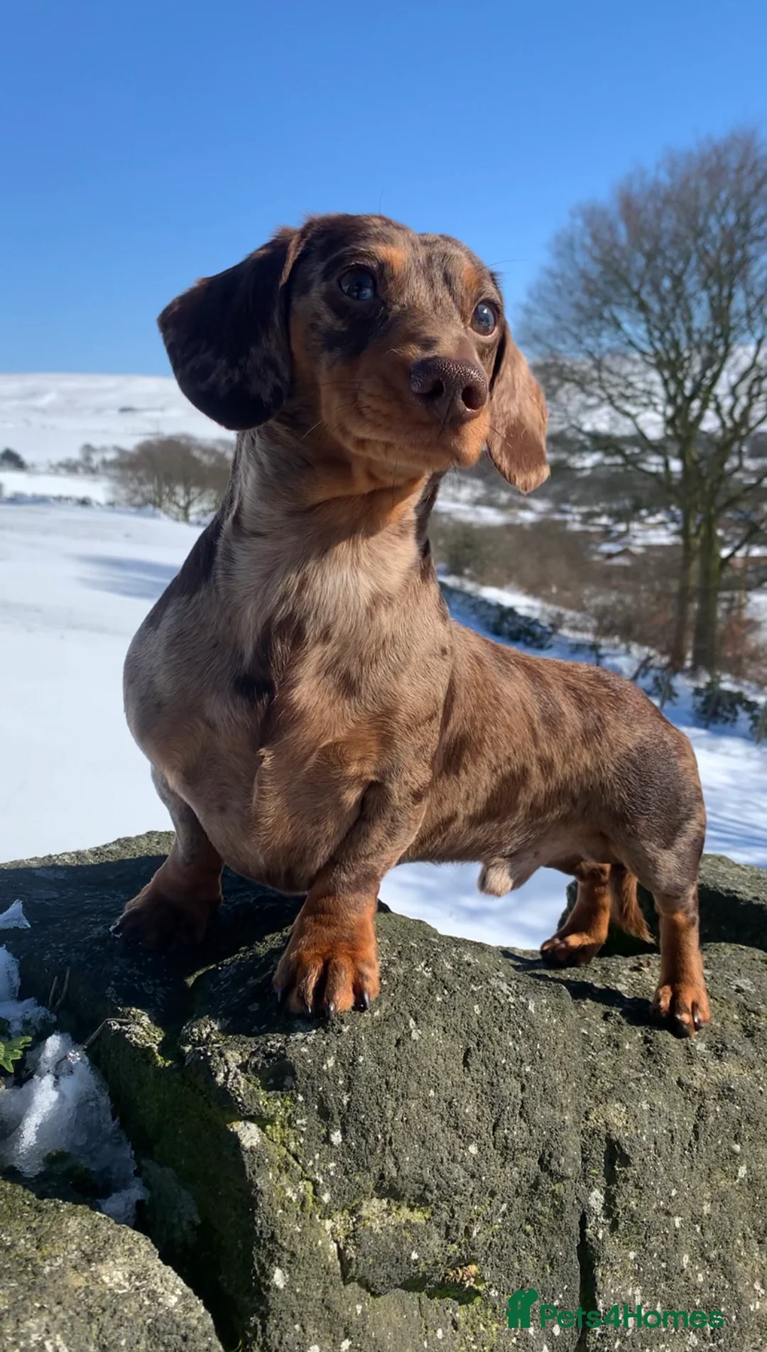 Miniature Dachshund dogs for stud: Extensively Health Tested KC REG Mini Dachshund in Littleborough - Advert 3