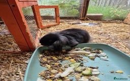 Guinea Pig rodents for sale: Guinea pigs and rabbit - Image 4