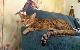Savannah cats for sale: F3 savannah girls Tica reg + silver boy - Image 10