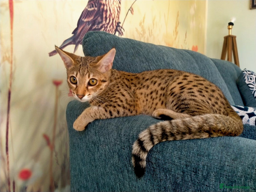 Savannah cats for sale: F3 savannah girls Tica reg + silver boy - Image 10