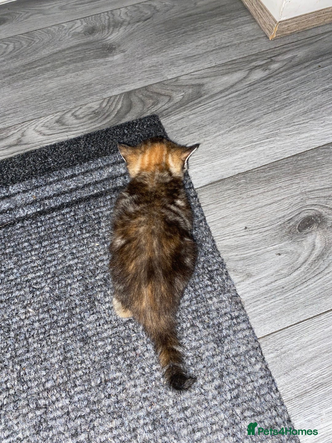 Mixed Breed cats for sale: 3 beautiful kittens looking for their forever home - Image 5