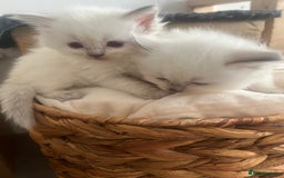 Ragdoll cats for sale: Radoll kittens, blue/lilac point - Image 4