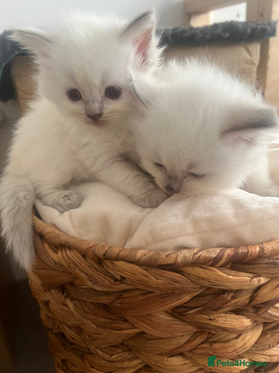 Ragdoll cats for sale: Radoll kittens, blue/lilac point - Image 4
