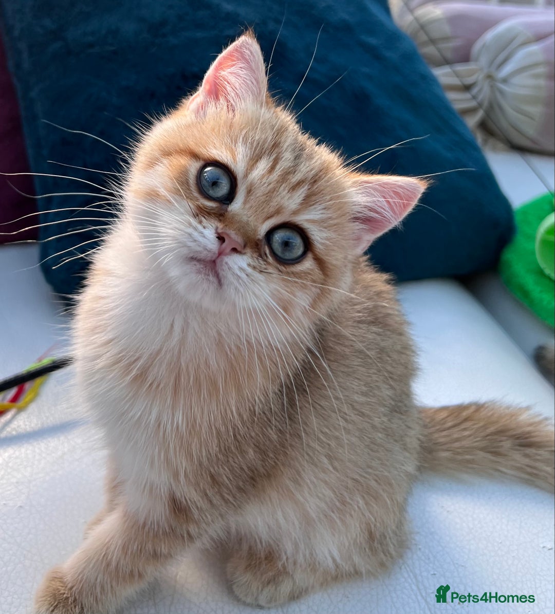 British Shorthair cats for sale:  **   ** : BSH Golden champion lines - Advert 11