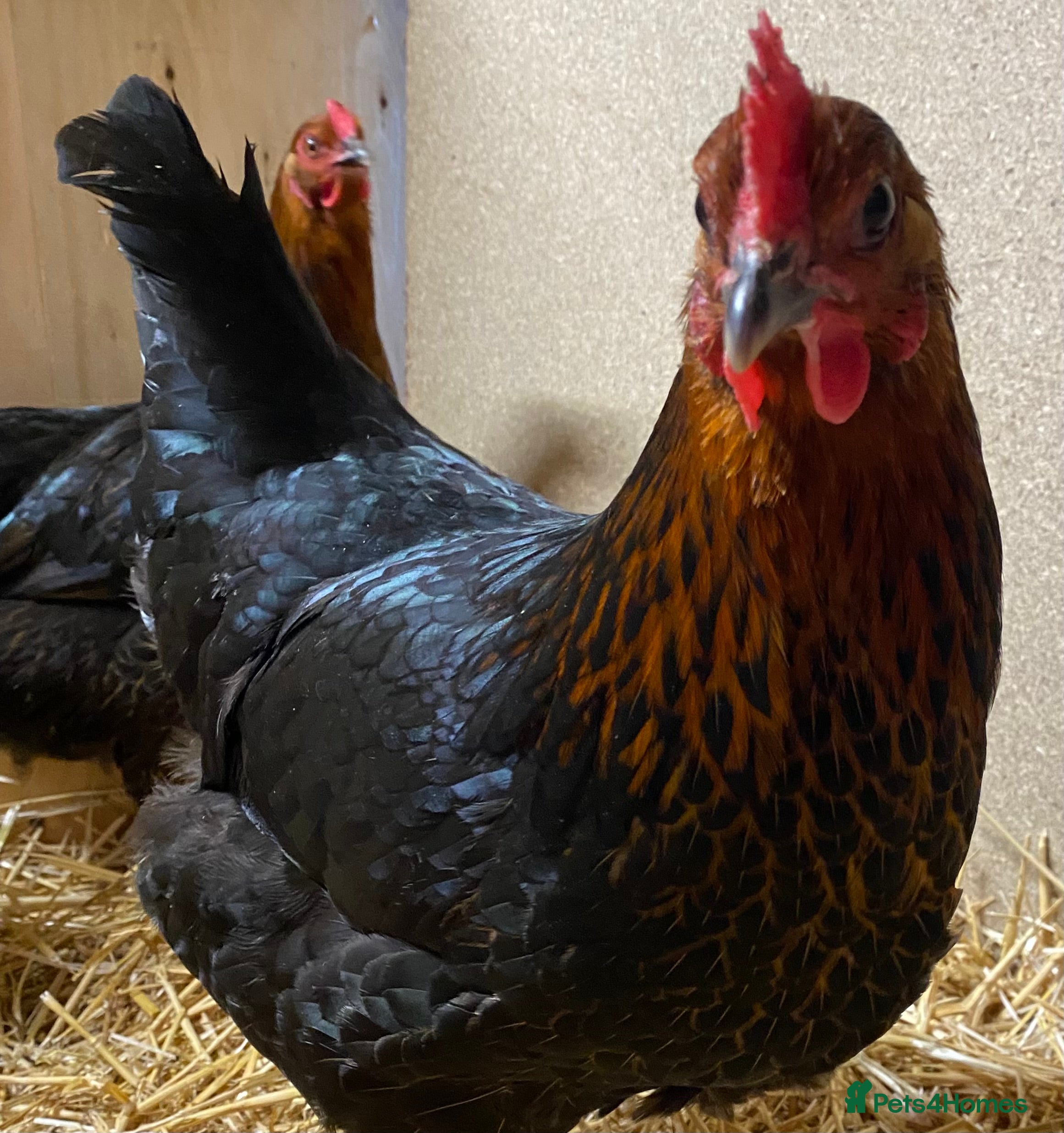 Chickens poultry Black Copper Marans  - Advert 1