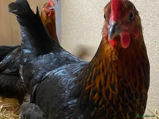 Chickens poultry Black Copper Marans - Advert 2