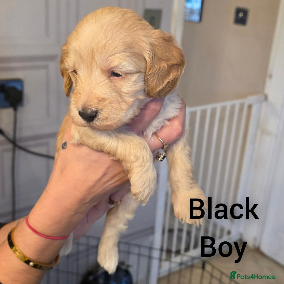 Cockapoo dogs for sale: Cockapoo Puppies - Advert 3