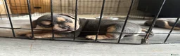 Mixed Breed dogs for sale: Frenchie/Spaniel puppies in Loughborough - Advert 6