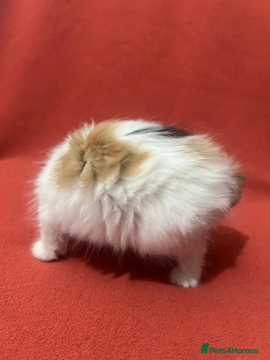 RagaMuffin cats for sale: Kittens for sale  - Advert 4