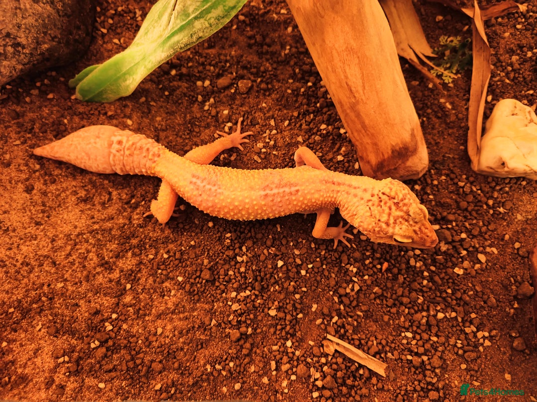 Leopard Gecko reptiles for sale: Female Leopard Gecko with Full Set-Up - Advert 3