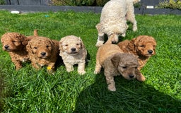 Toy Poodle dogs for sale: Gorgeous kc registered toy poodle pups  - Image 16