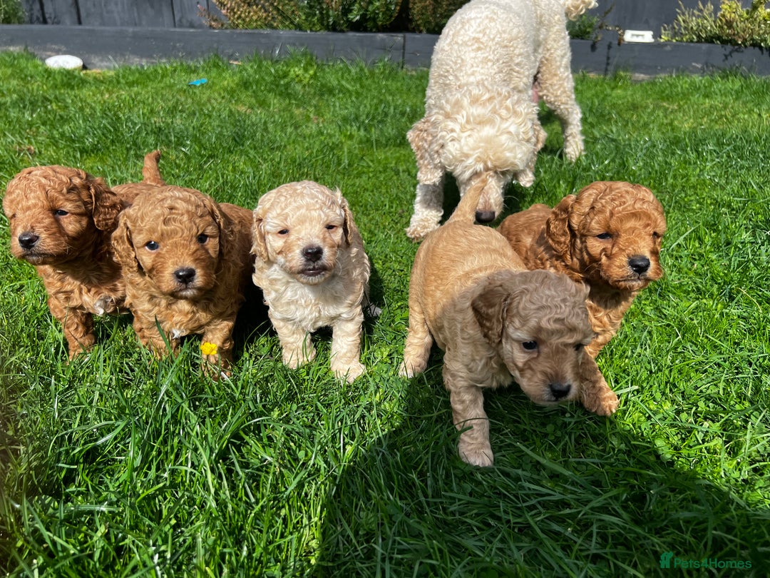 Toy Poodle dogs for sale: Gorgeous kc registered toy poodle pups  - Image 16