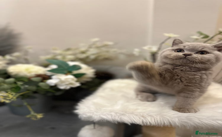 British Shorthair cats for sale - Advert 5