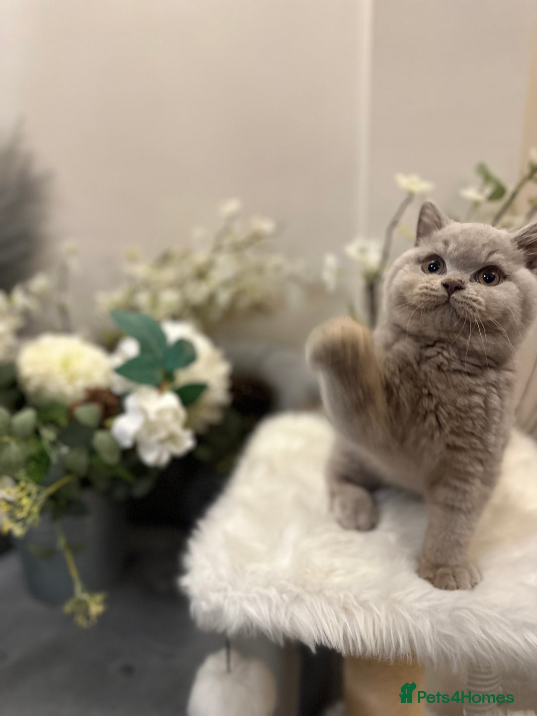 British Shorthair cats for sale: Blue/Lilac/Bicolour & Tortie Full Pedigree Reg BSH - Image 1