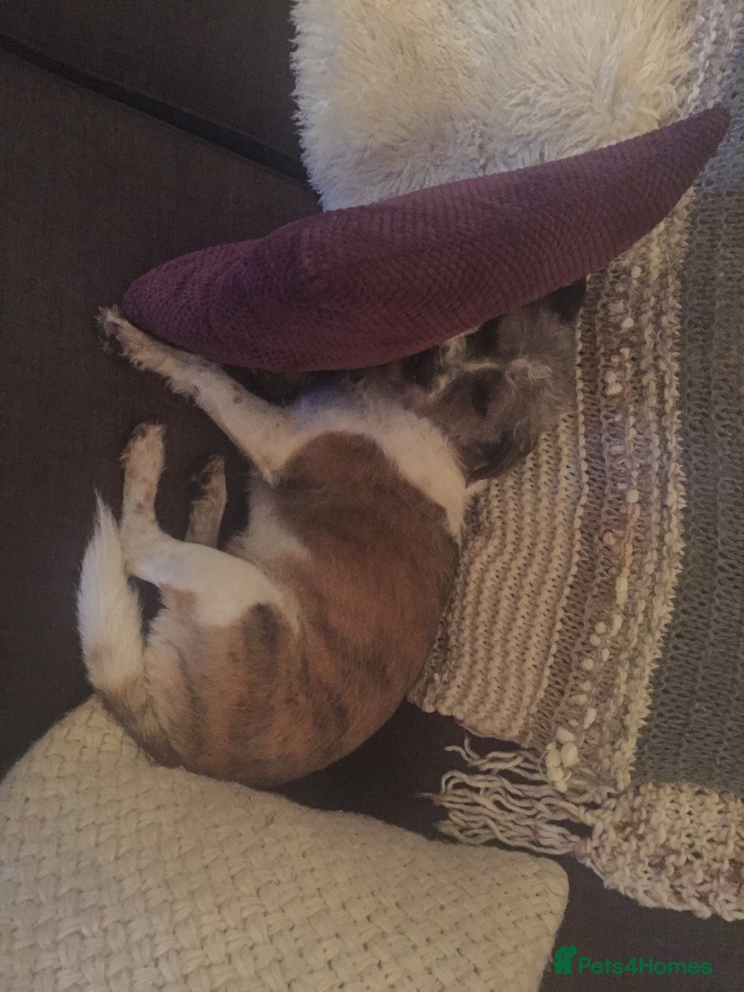 Mixed Breed dogs for stud: Oscar for stud - Advert 2