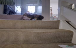 Mixed Breed cats for sale: Ragdoll cross kittens - Image 11