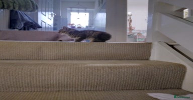 Mixed Breed cats - Advert 9