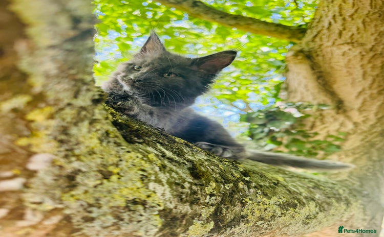 Maine Coon cats - Advert 15