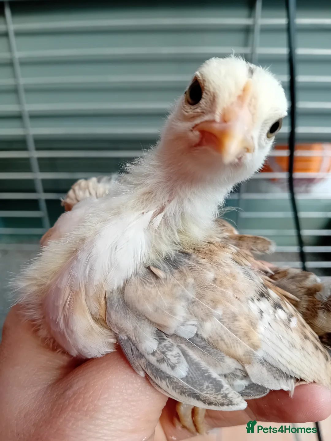 Chickens poultry for sale: Serama & D’Anver Cross Pullets  - Advert 1