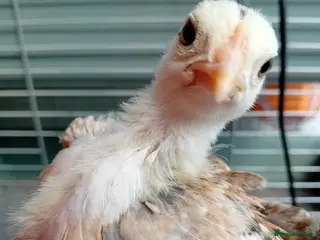 Chickens poultry Serama & D’Anver Cross Pullets - Advert 12