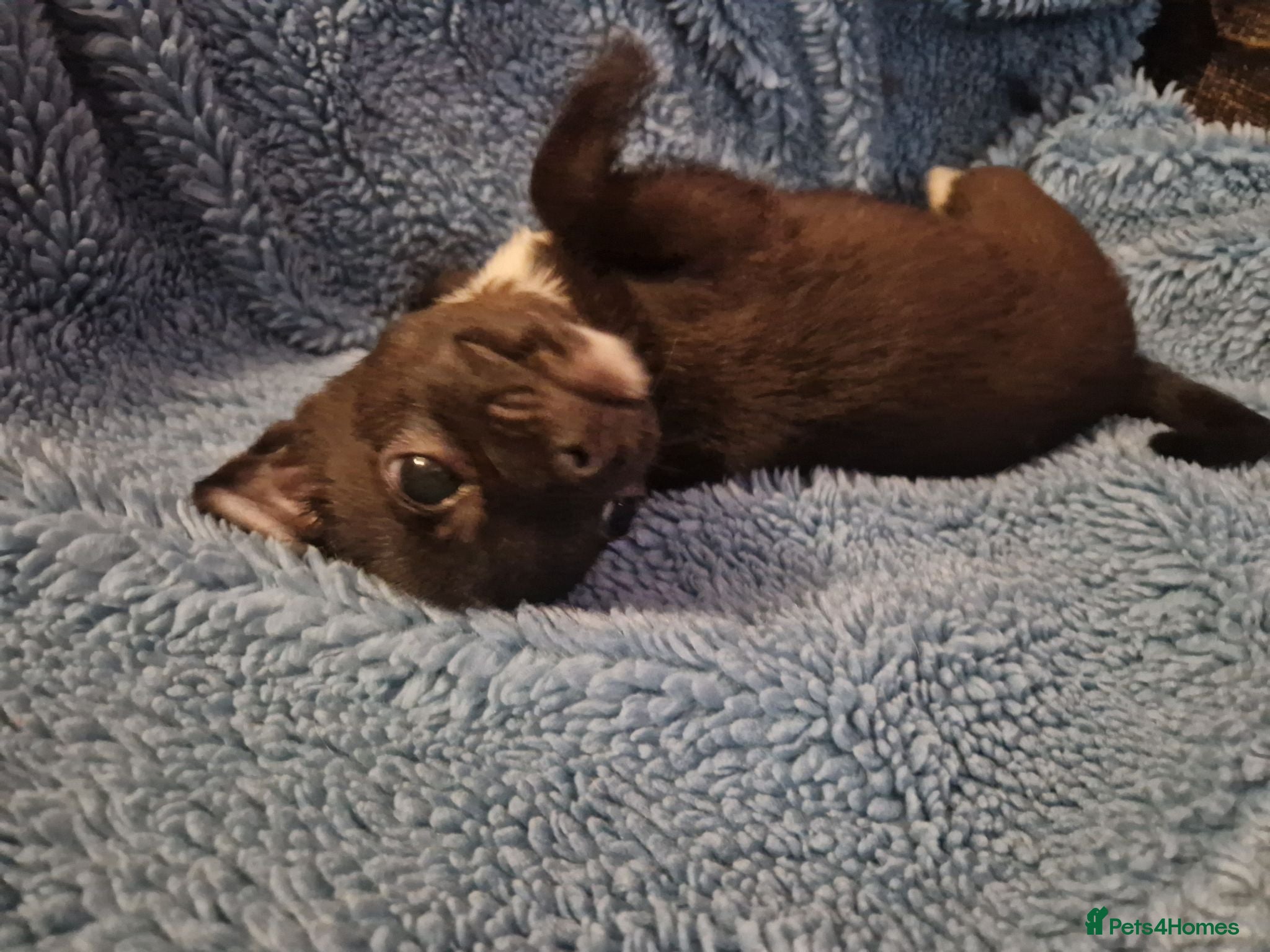 Chihuahua dogs 1 girl left dark brown/black chihuahuas  - Advert 1