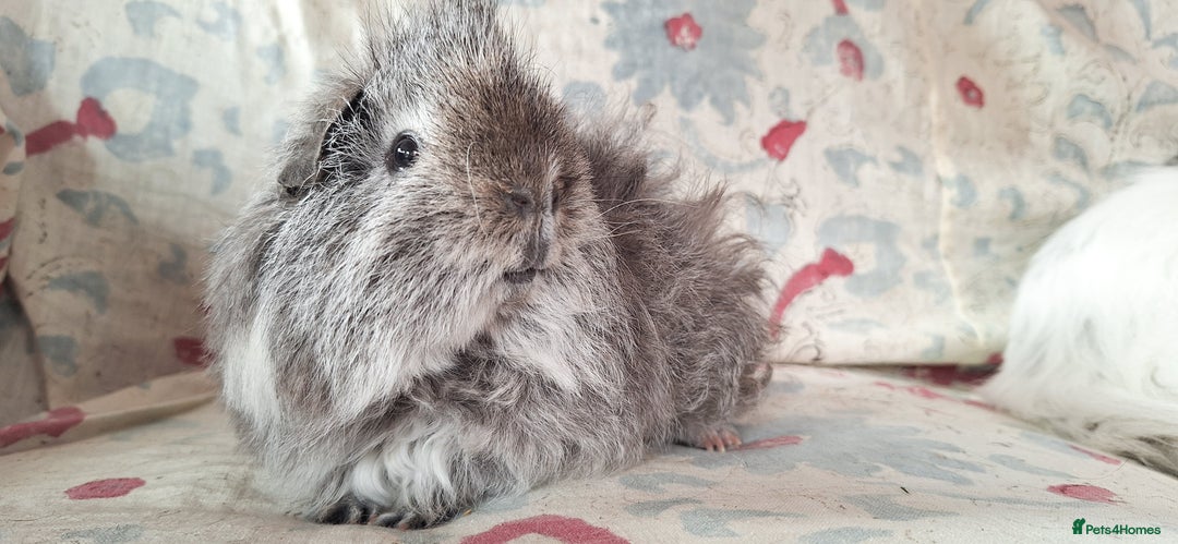 Guinea Pig rodents for sale: MEADOW SIDE CAVIES HEREFORDSHIRE  - Advert 19