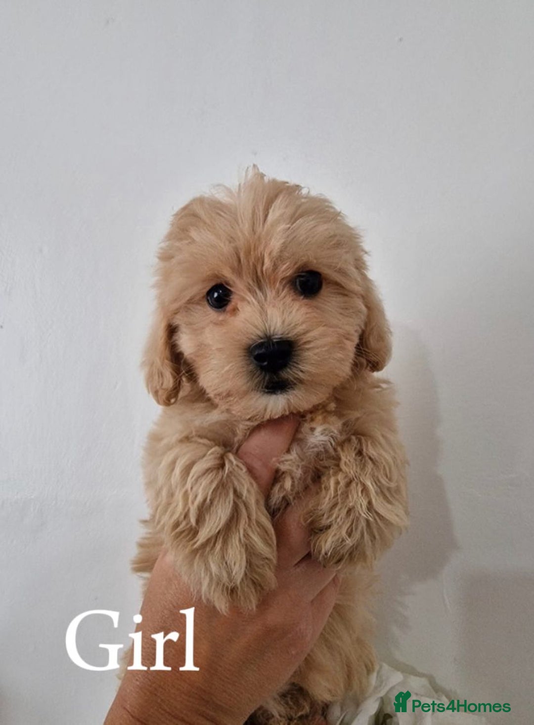 Maltipoo dogs for sale: Adorable Maltipoo Pups - Image 13